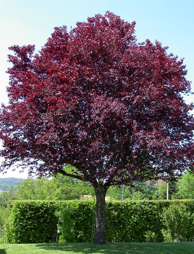 Слива Писсарди (краснолистная, растопыренная)